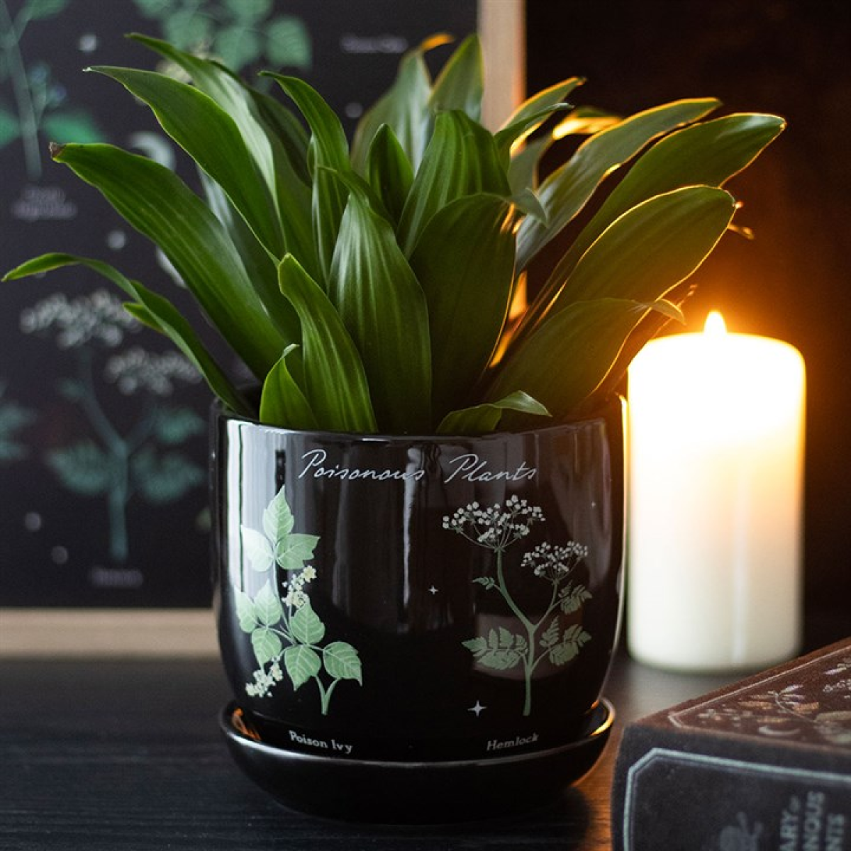 Poisonous plants range
